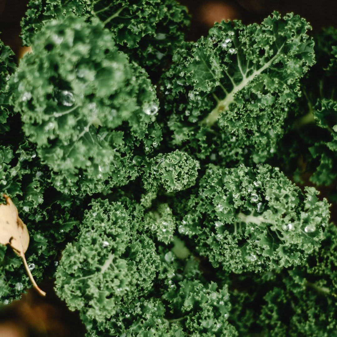 How to Combat Cellular Damage to Slow the Aging Process